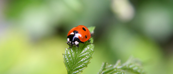 a ladybird poised ona leaf in a Sussex garden