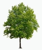 A Sussex Tree