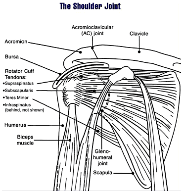 Shoulder joint diagram
