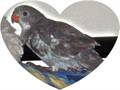 Bluey and Me come and see