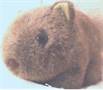 Aussie Wombat Wellness