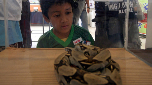 Arañas caseras, tarántulas, alacranes y serpientes son peligrosas.