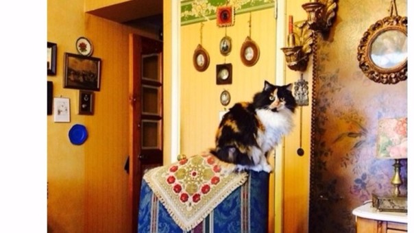 Hernán Letelier dice que su gata Martina está feliz de que tenga Twitter