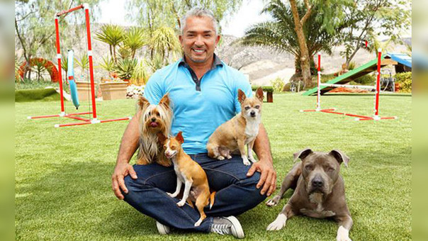 cesar millan