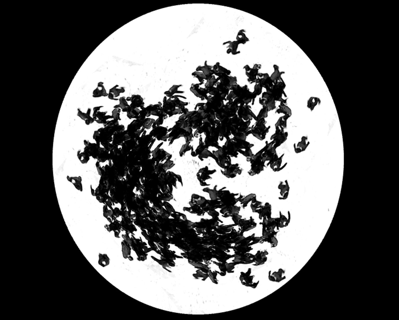 , 2003. Video projection and panel, 48" (121.9 cm) diameter.