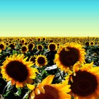 Jazz Pad - BE the Sun artwork
