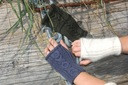 Cbg-1_thumb