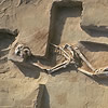 skeleton excavation