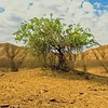 a tree in a dessert