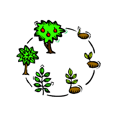life cycle of a tree from seed to sprout to fruited tree