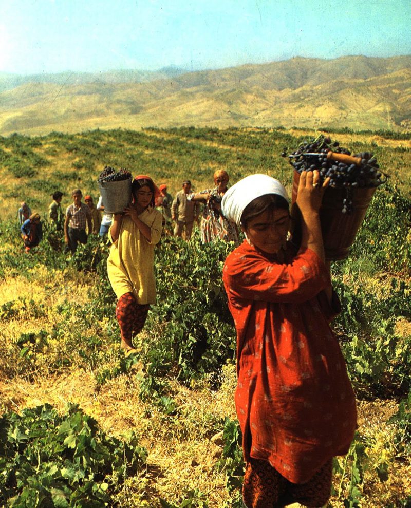 women bringing in the harvest
