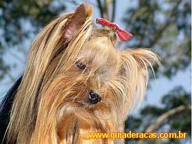 Vote for yorkshire terrier