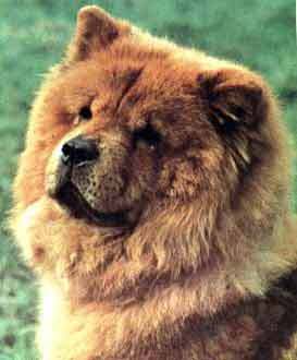 Vote for chowchow