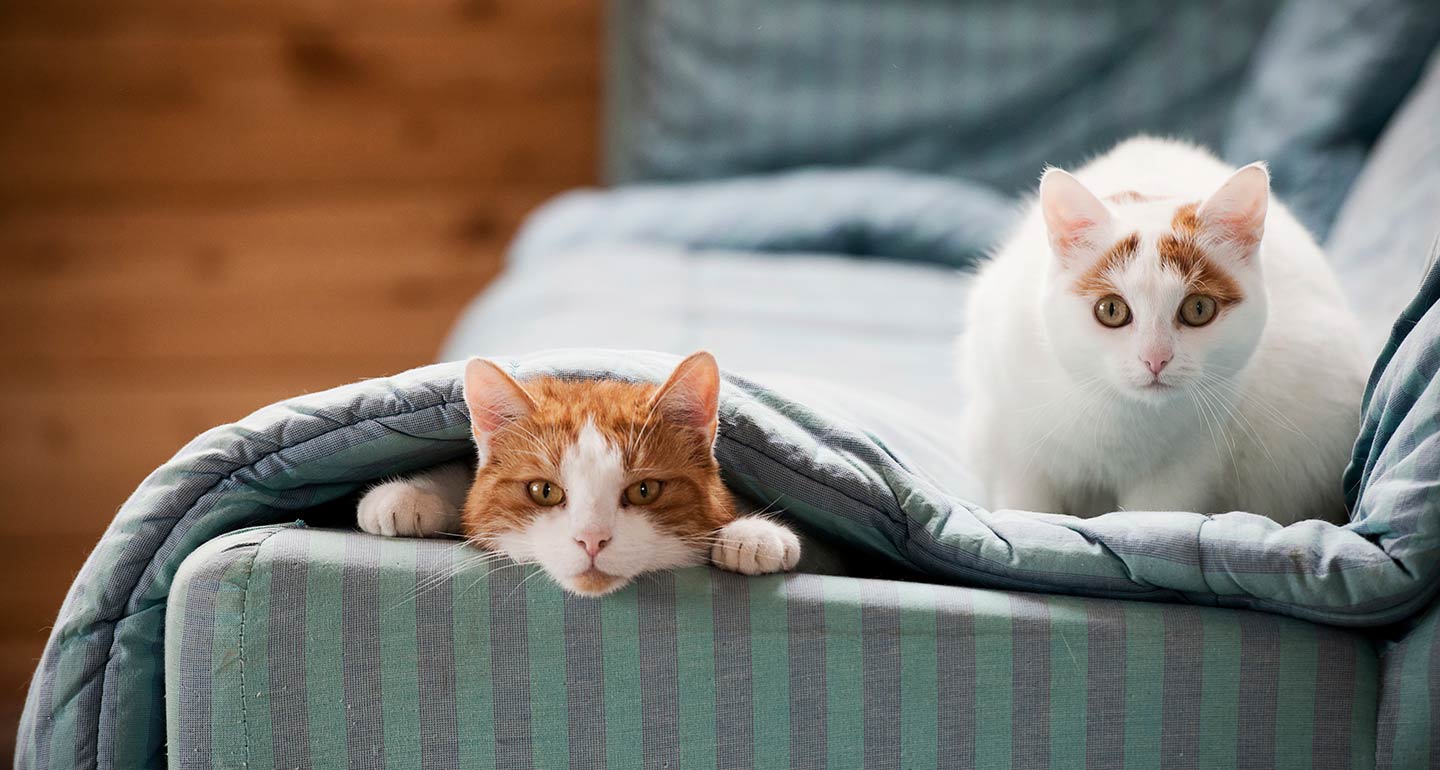 should-i-get-another-cat