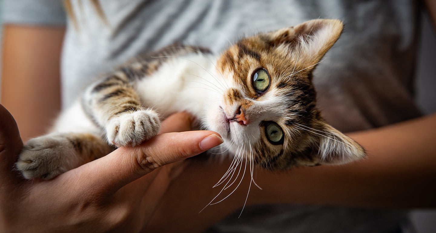 should-i-get-a-cat should i get a cat