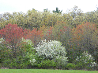 5_08_upper_mill_brook_trees_in_bloom_5-10-2008_9-08-28_am_large