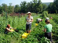 Farm to Shul: Boston’s Jewish Local Agriculture Campaign