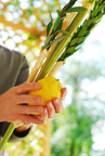 Sukkot Kids' Activities
