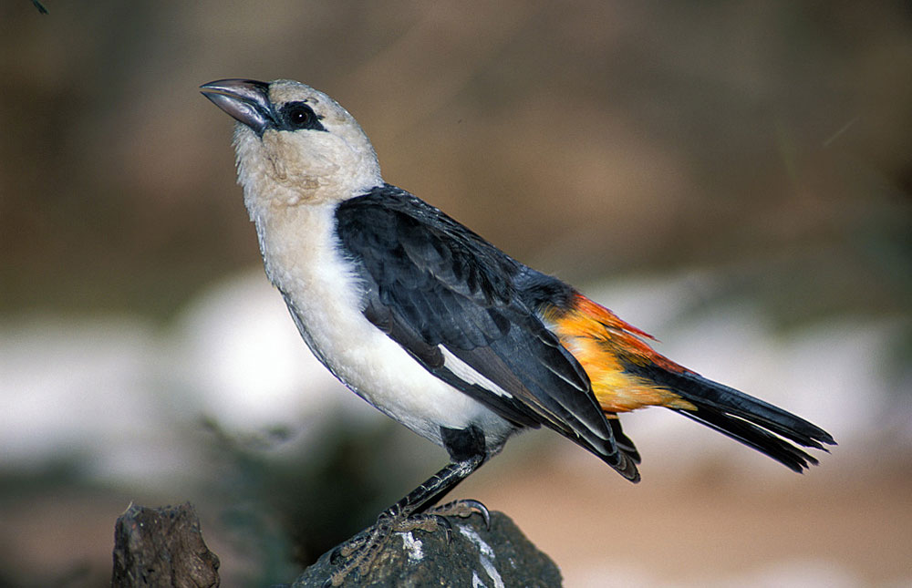 Birding Tanzania Birds of Tanzania