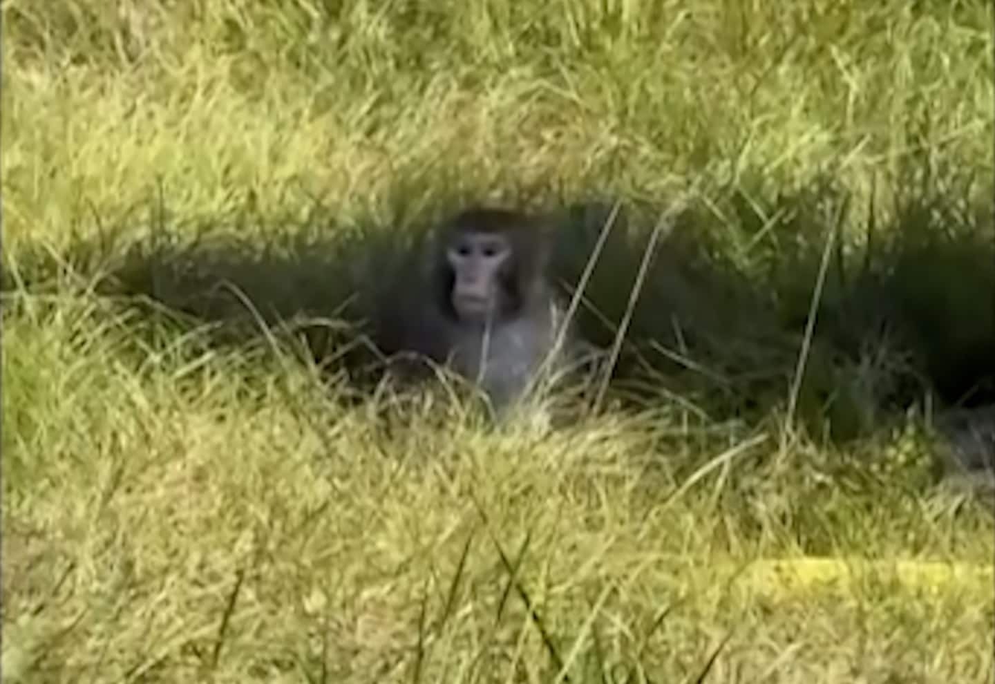 Lkw-Unfall in Mississippi befreit Laboraffen, drei sind noch auf freiem ...