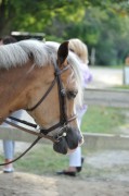 B314-09-006-SchPony,FriWk8.JPG