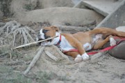 B311-09-010-Maclay,SchPony,FriWk8.JPG