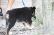 B311-09-064-Maclay,SchPony,FriWk8.JPG