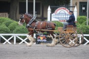 Old Dominion Draft Horse & Mule Show Sept 19-20