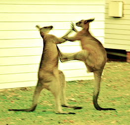 kangaroos
