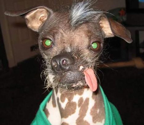 ugliest_dog