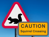 abc_squirell_crossing