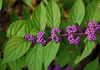 Berry Bush Type