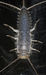 A weird fish/insect??