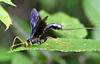 Wasp with HUGE stinger