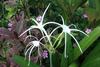 Beautiful white beach flower