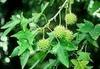 Does anybody know what this plant is?