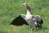 Type of Goose