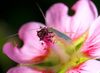 What kind of insect is this... some kind of cricket?