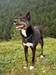 Dog breed