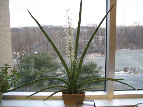 Flowering succulent plant - ID?