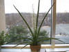 Flowering succulent plant - ID?