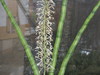 Flowering succulent plant - ID?