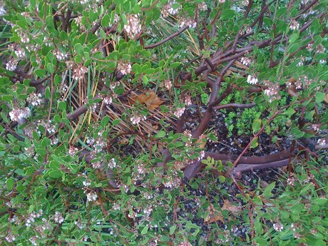 whats the name of this bush?