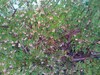 whats the name of this bush?