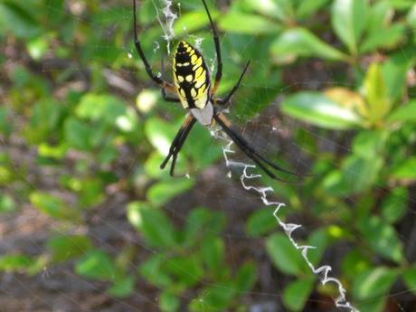 Spider (we called her Charlotte)