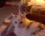 This is Casey