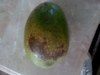 Avacado tree