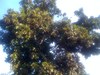 Avacado tree
