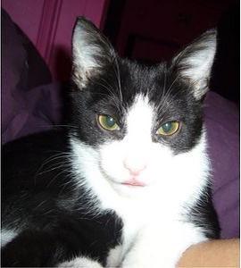 where's my cat gone?