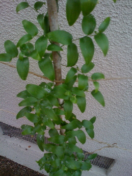 What climber is this?